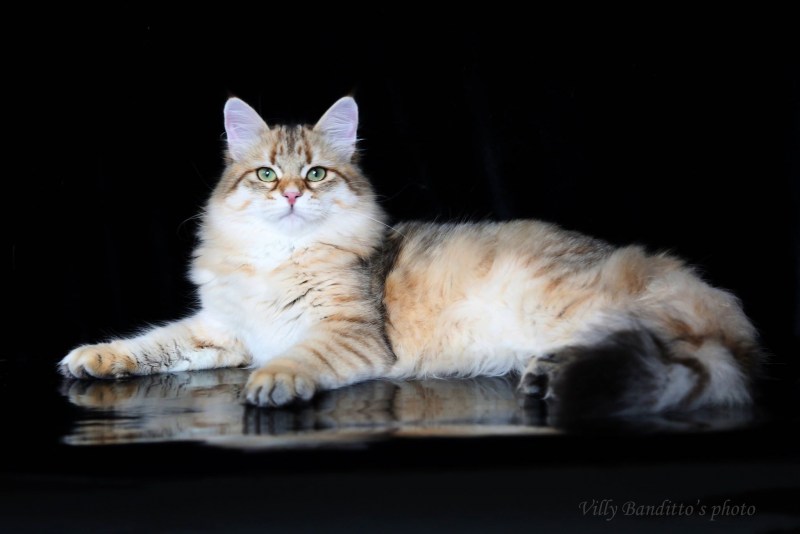 Сибирский длинношерстный кот