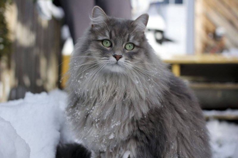 Сибирская длинношерстная кошка