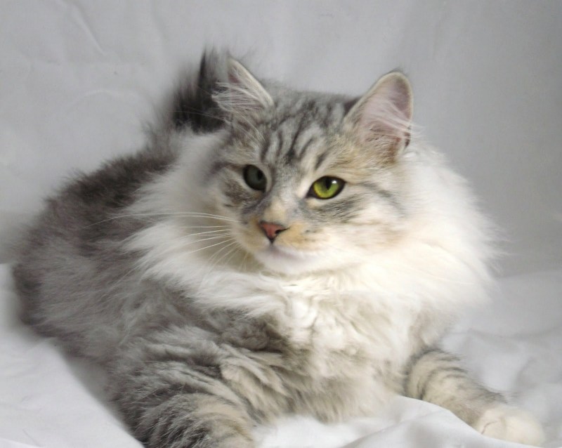 Сибирский Лесной кот
