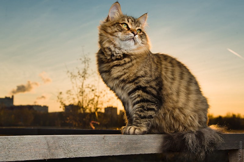 Амурский тигр питомник сибирских кошек