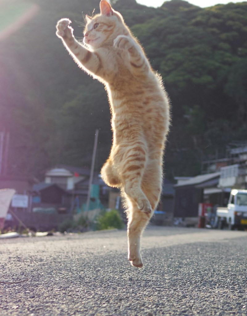 Танцующий кот