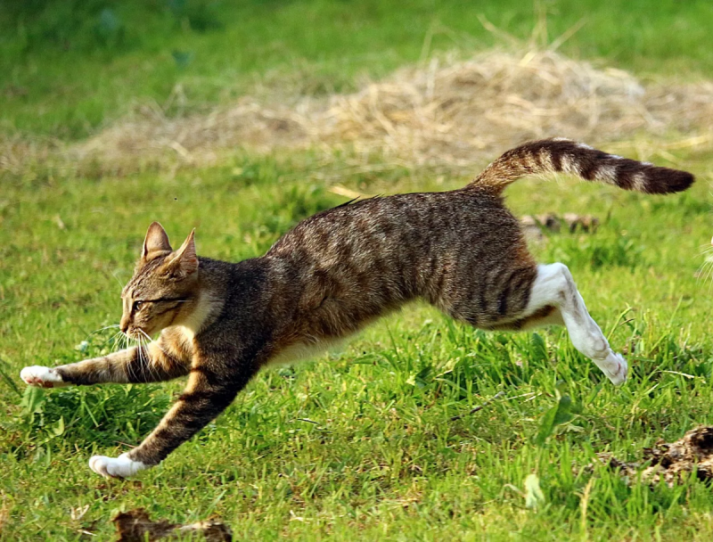 Кот убегает