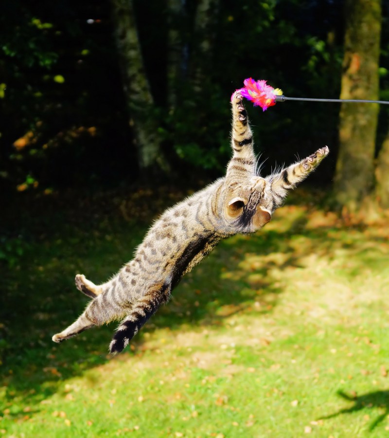 Кот прыгает