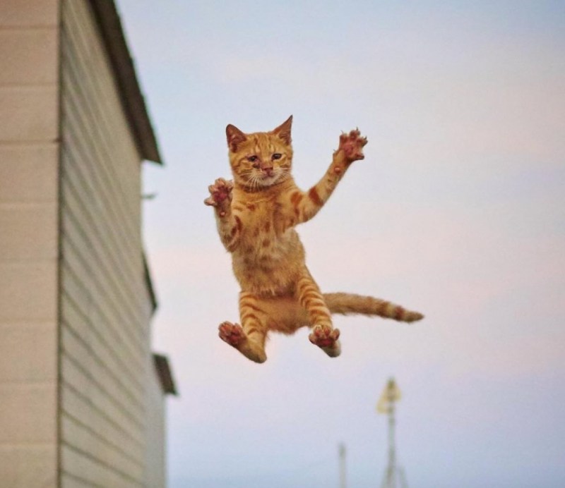 Летающий кот