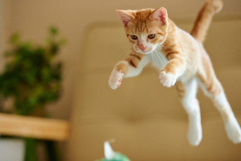 Смешные котята