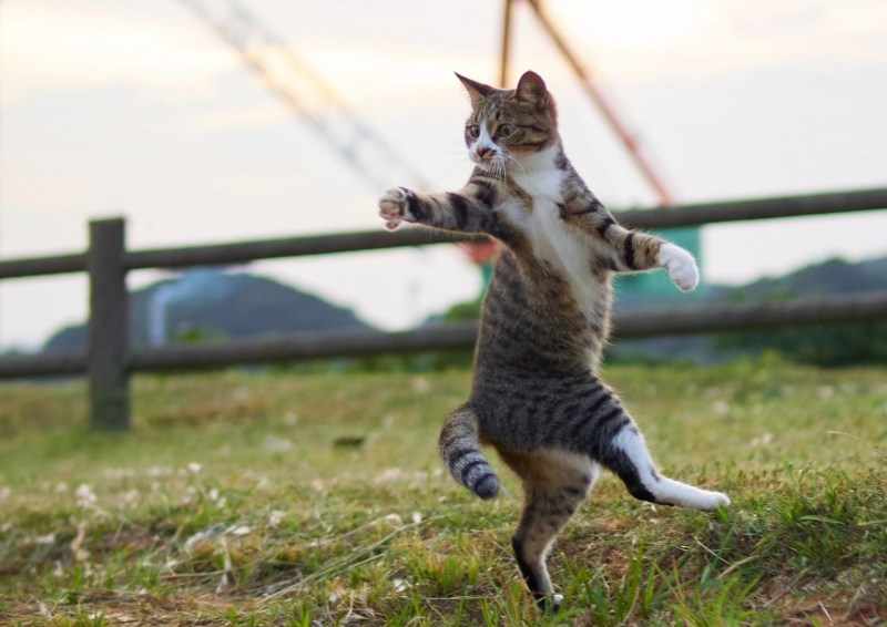 Котенок в прыжке