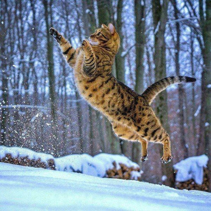 Кот в снегу