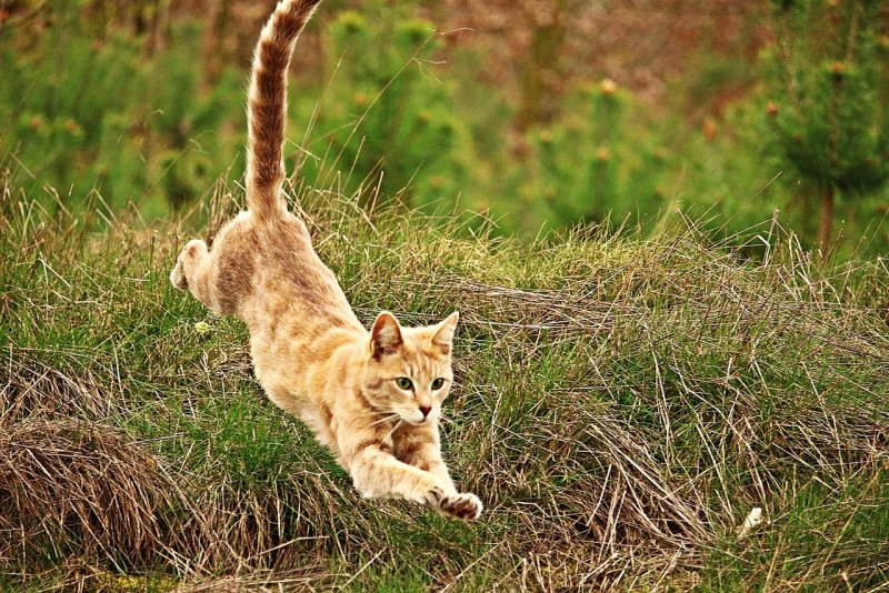 Кошка в прыжке