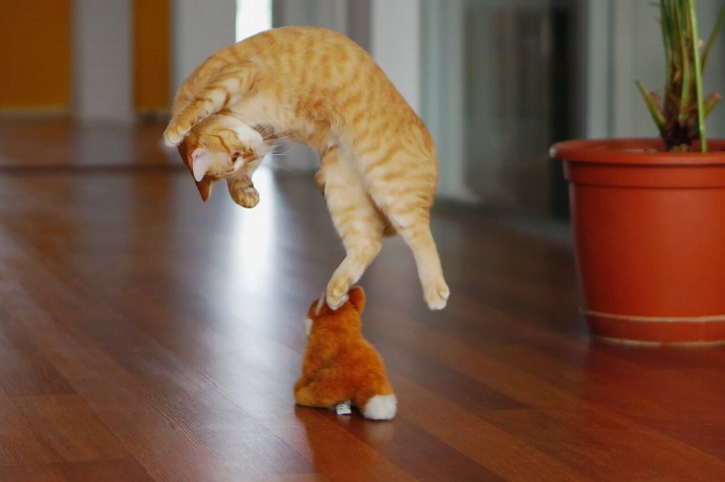 Котенок кувыркается
