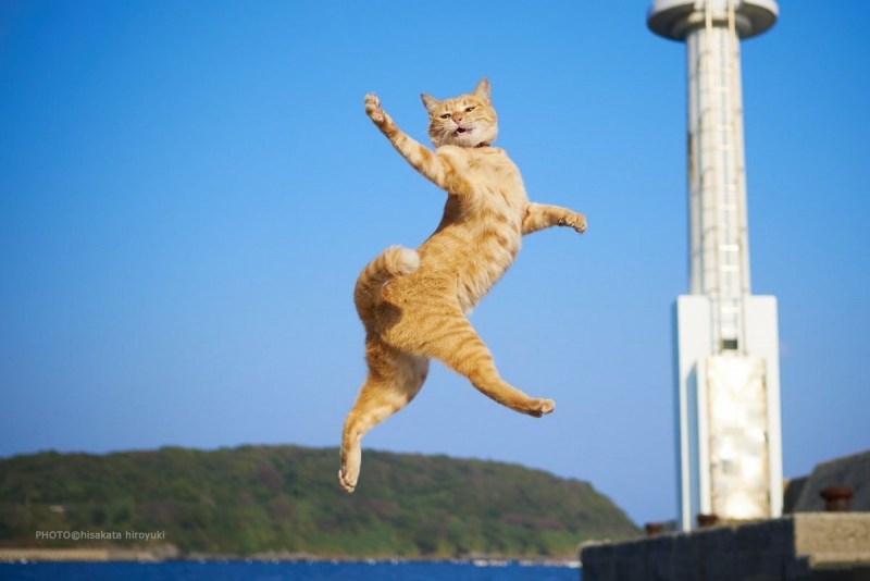 Энергичный кот
