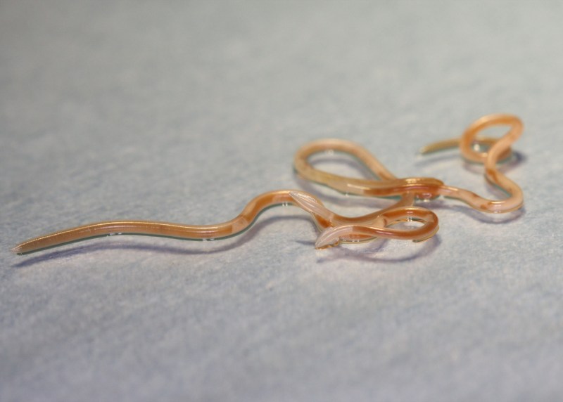 Круглый гельминт Ascaris lumbricoides
