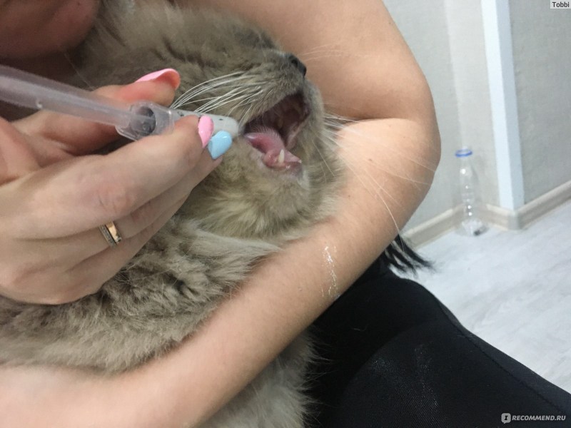 Кошка не берет таблетку