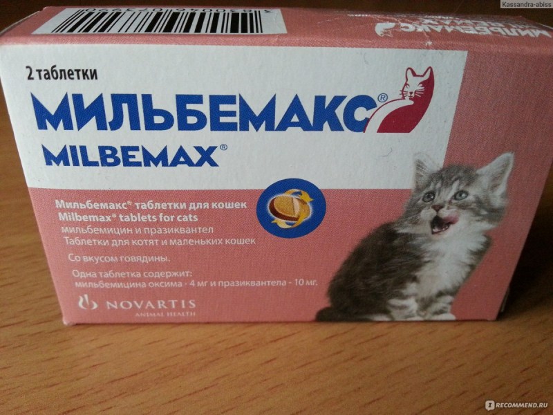 Капли на холку коту