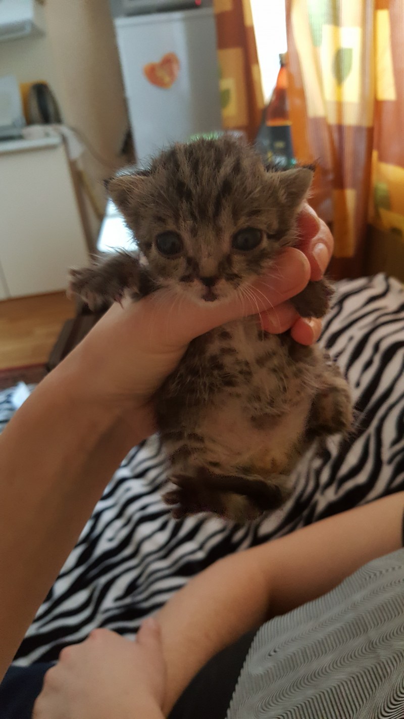 Проглистогонить котенка