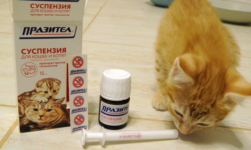 Яйца глистов в Кале кошки