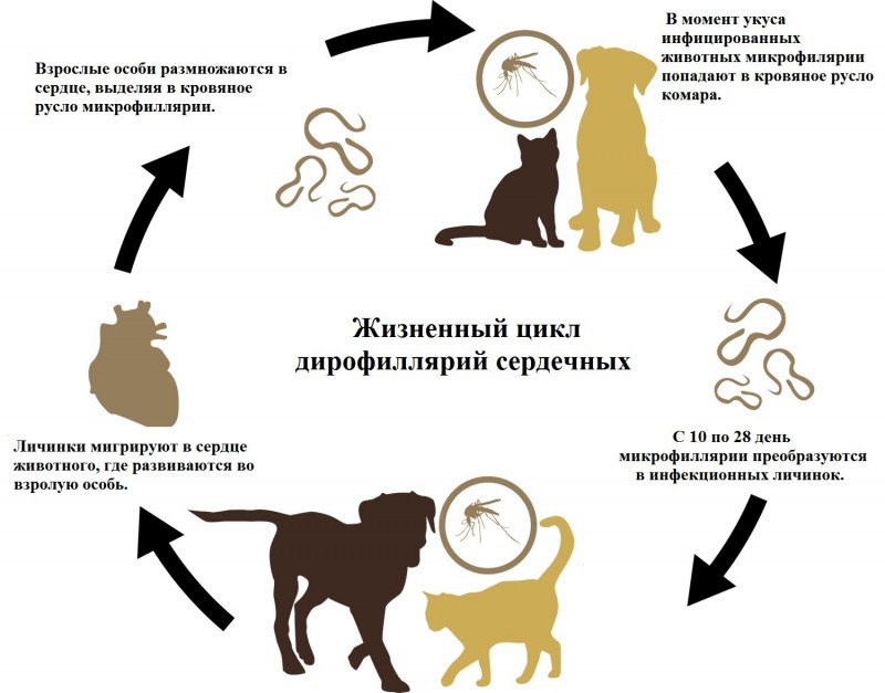 Кошачья токсокара Toxocara cati