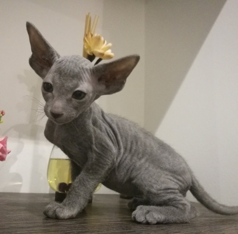 Петерболд кошка