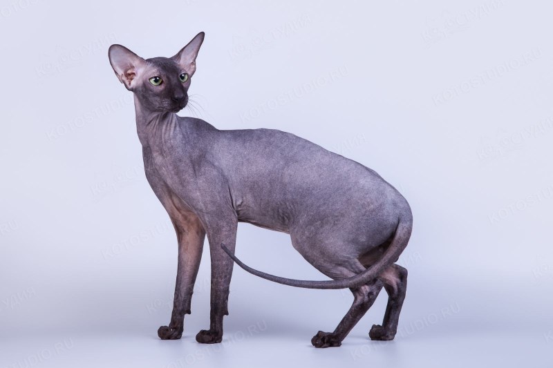 Котята сфинкс браш