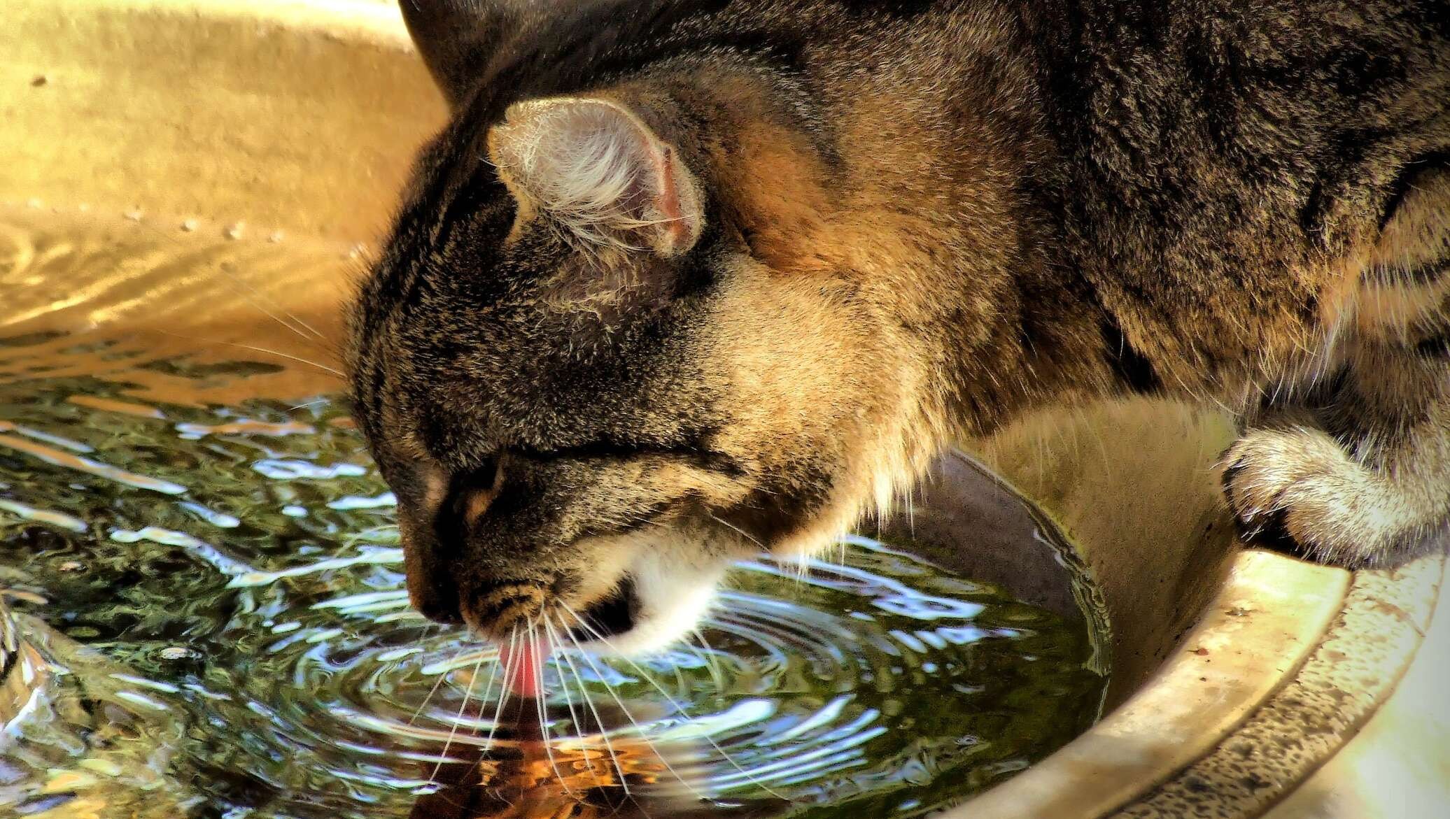 Пьет ли кошка воду. Котик в воде. Жара животные. Животные пьют воду. Кот пьет воду.