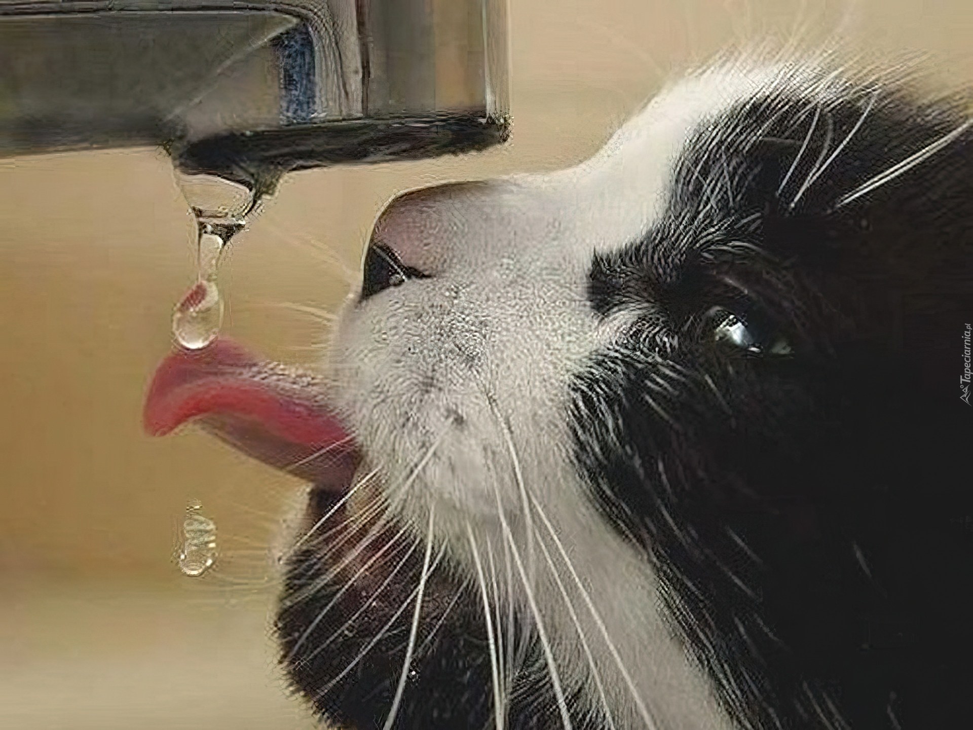 Сушняк 2. Котик в жару. Кот пьет воду. Жара коты. Коту жарко.