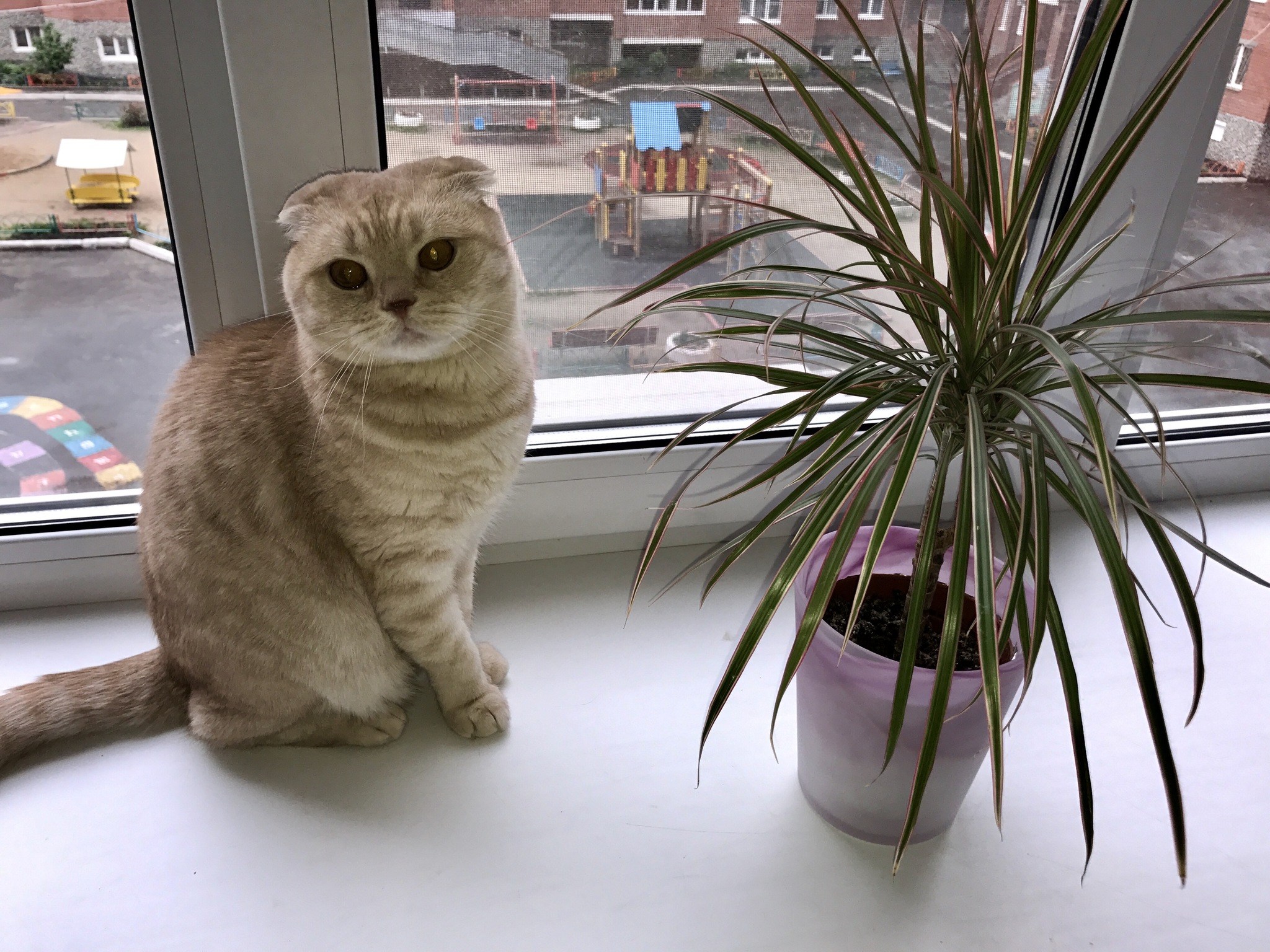 Тюльпаны для кошек ядовиты или нет. Комнатные растения опасные для кошек. Ядовитые комнатные растения для котов. Комнатные цветы ядовитые для кошек. Цветы котов.