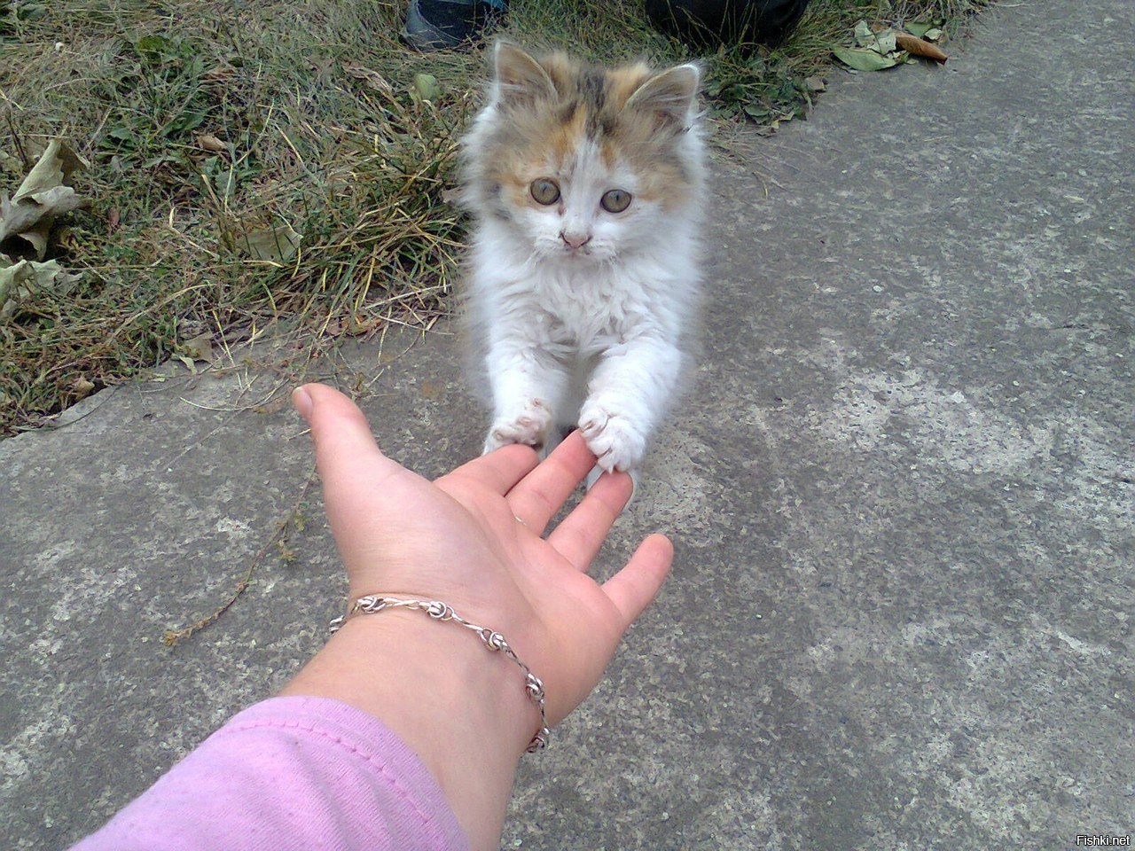 Подобрала кошку улицы. Бездомные котята. Бездомный кот. Бездомный котенок на руках. Котенок на руках.