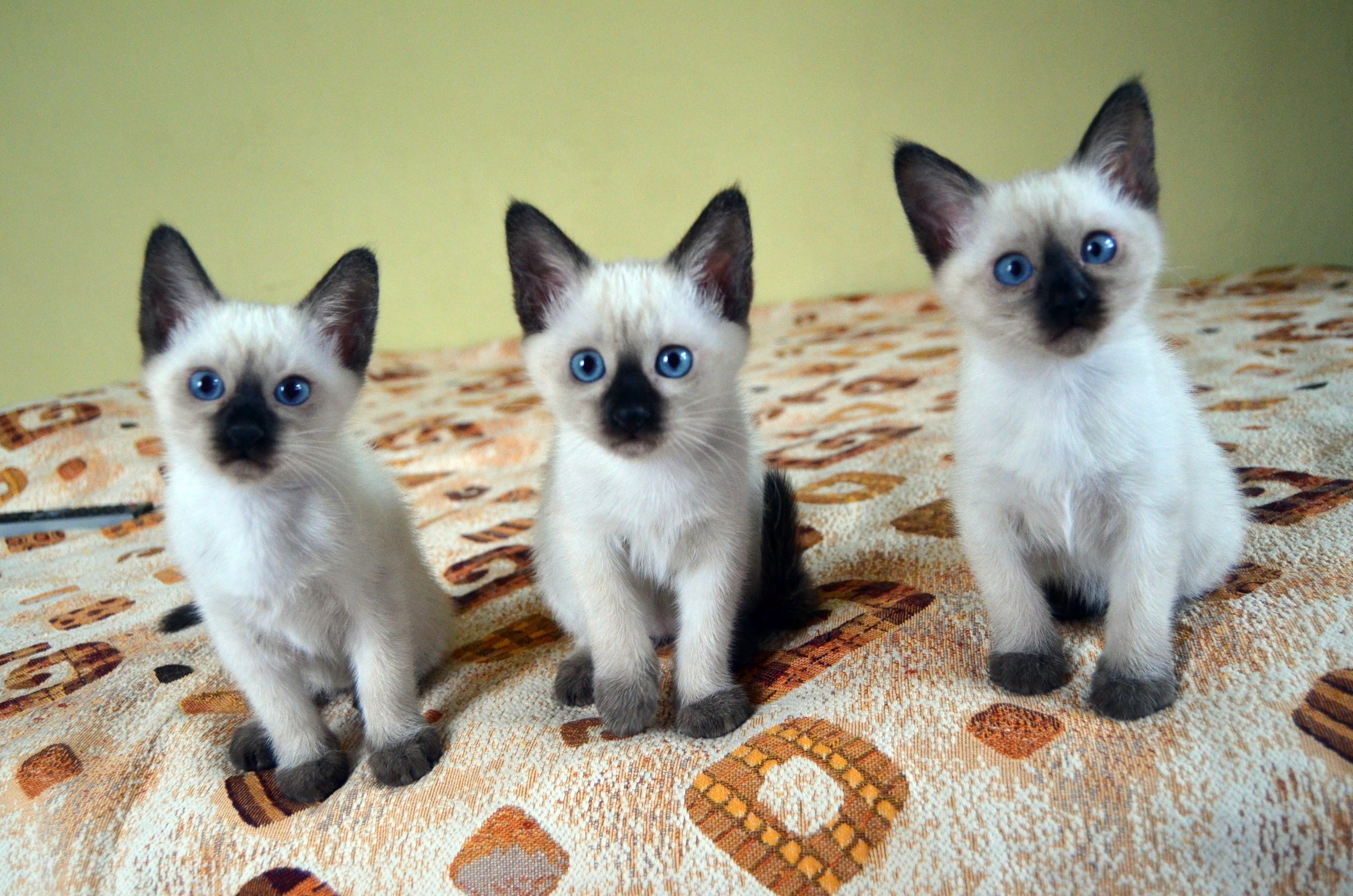 Котята в добрые самара. Сиамские тайские котята. Тайская и Сиамская кошка котята. Сиамская и тайская кошка. Котята породы тайская европейская.