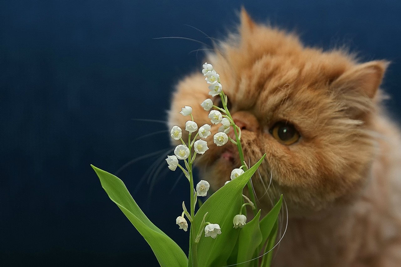 С первым днем кота. Котик с цветами. Котик с цветами открытка. Весной.