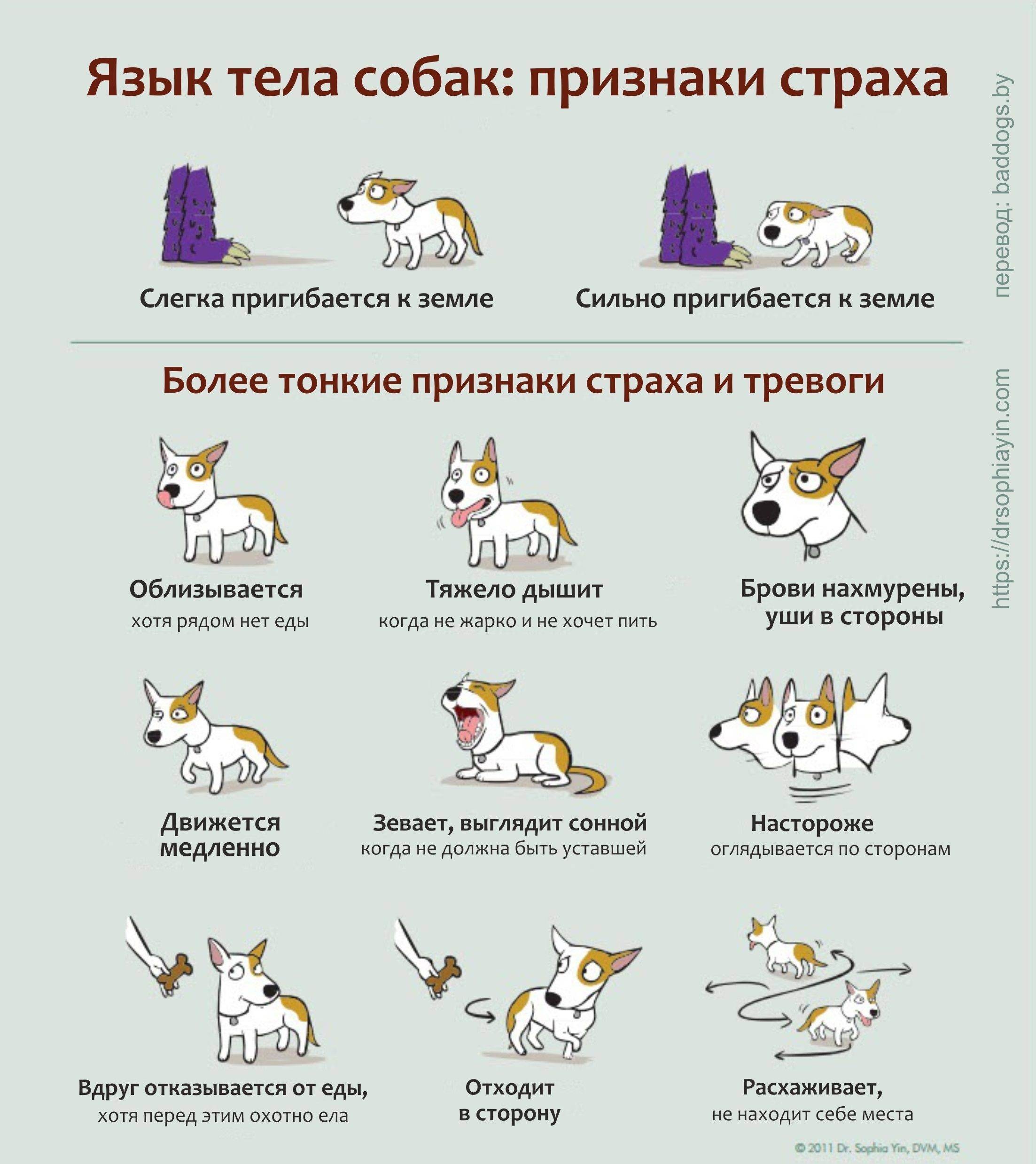 Поведение собак характеристика. Язык жестов собак. Язык телодвижений собак. Язык собак как понять. Поведение собак в картинках.