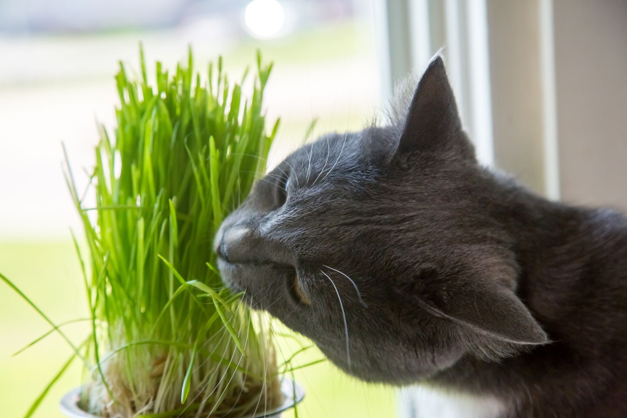 Кот ест мимозу. Трава для кошек. Травка для котиков. Зелень для кошек. Кот растение.