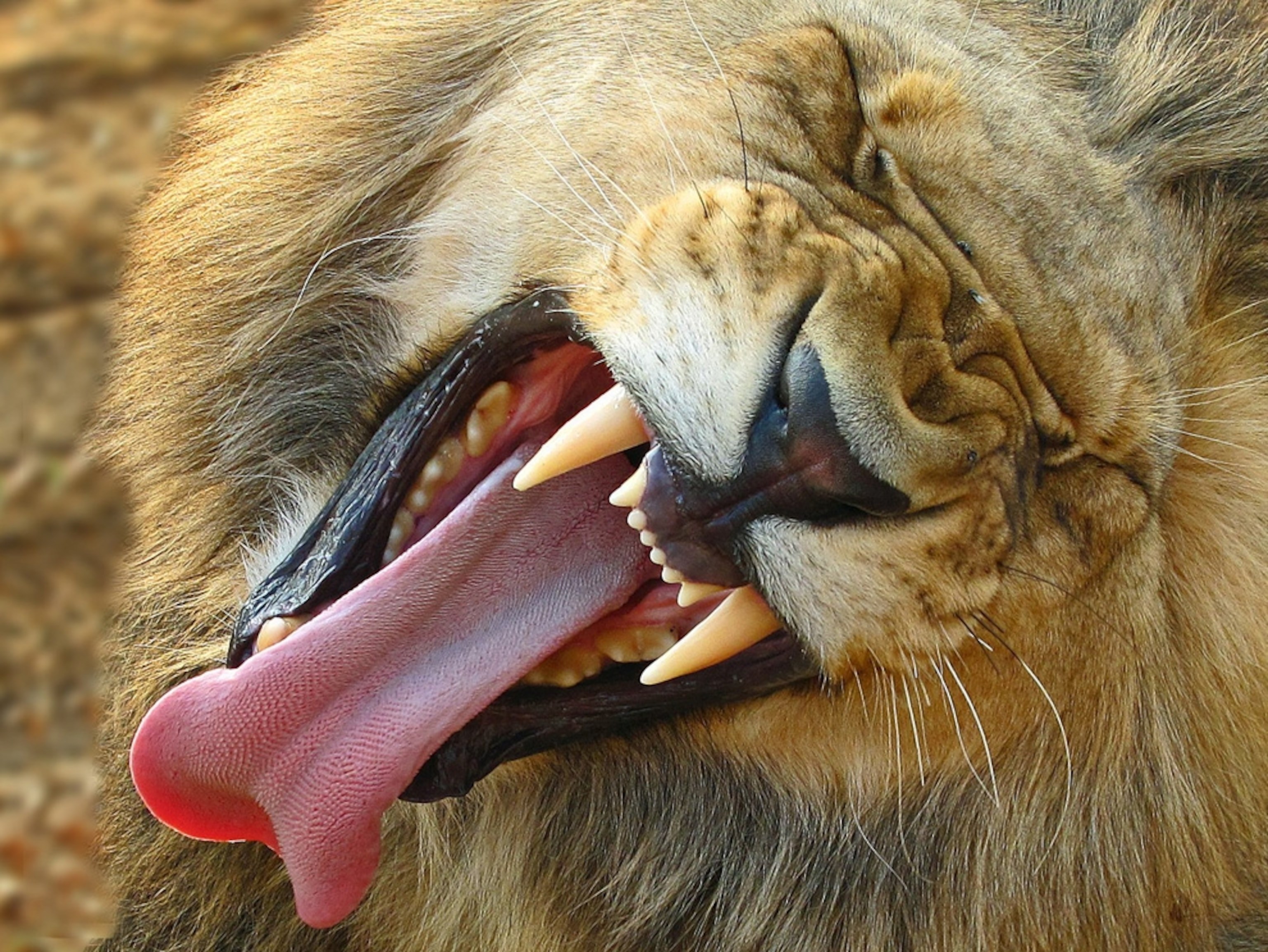 Foot tongue. Пасть Льва. Лев Клыков. Зубы Льва.
