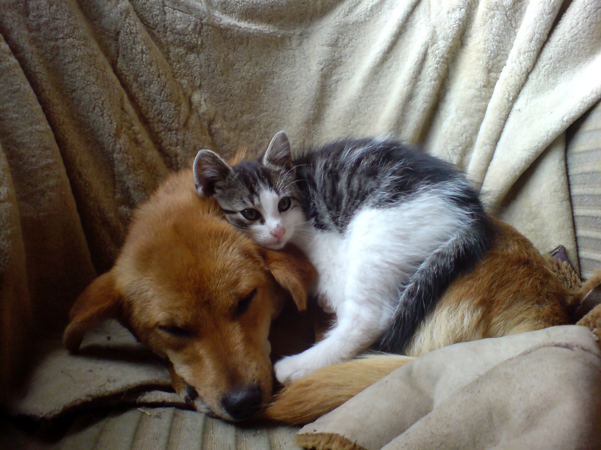 Живущие вместе видео. Собачки и кошечки. Коти соьака спчт вместе. Кот и собака друзья.