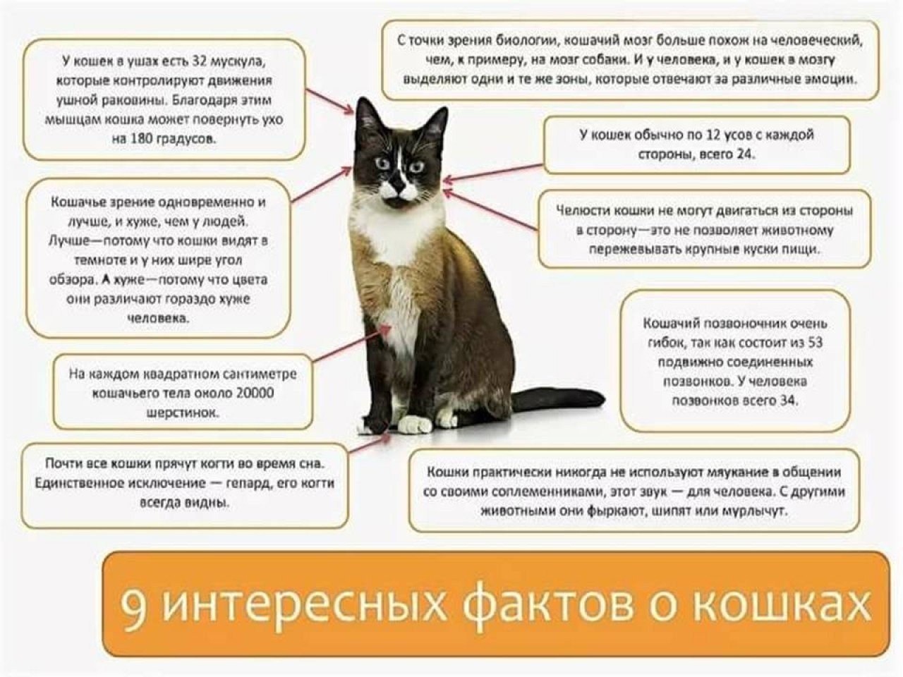 3 правила кошек