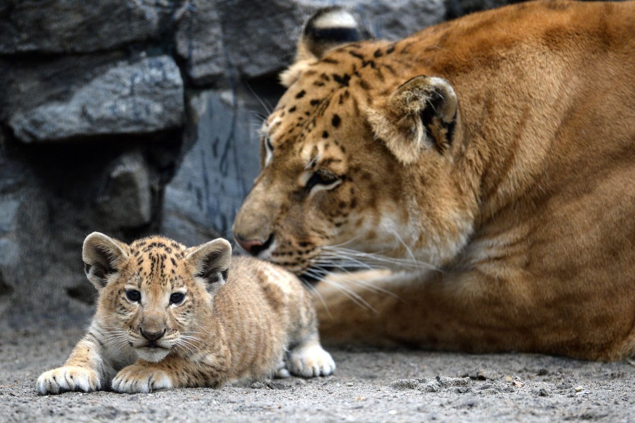 лигр новосибирский зоопарк