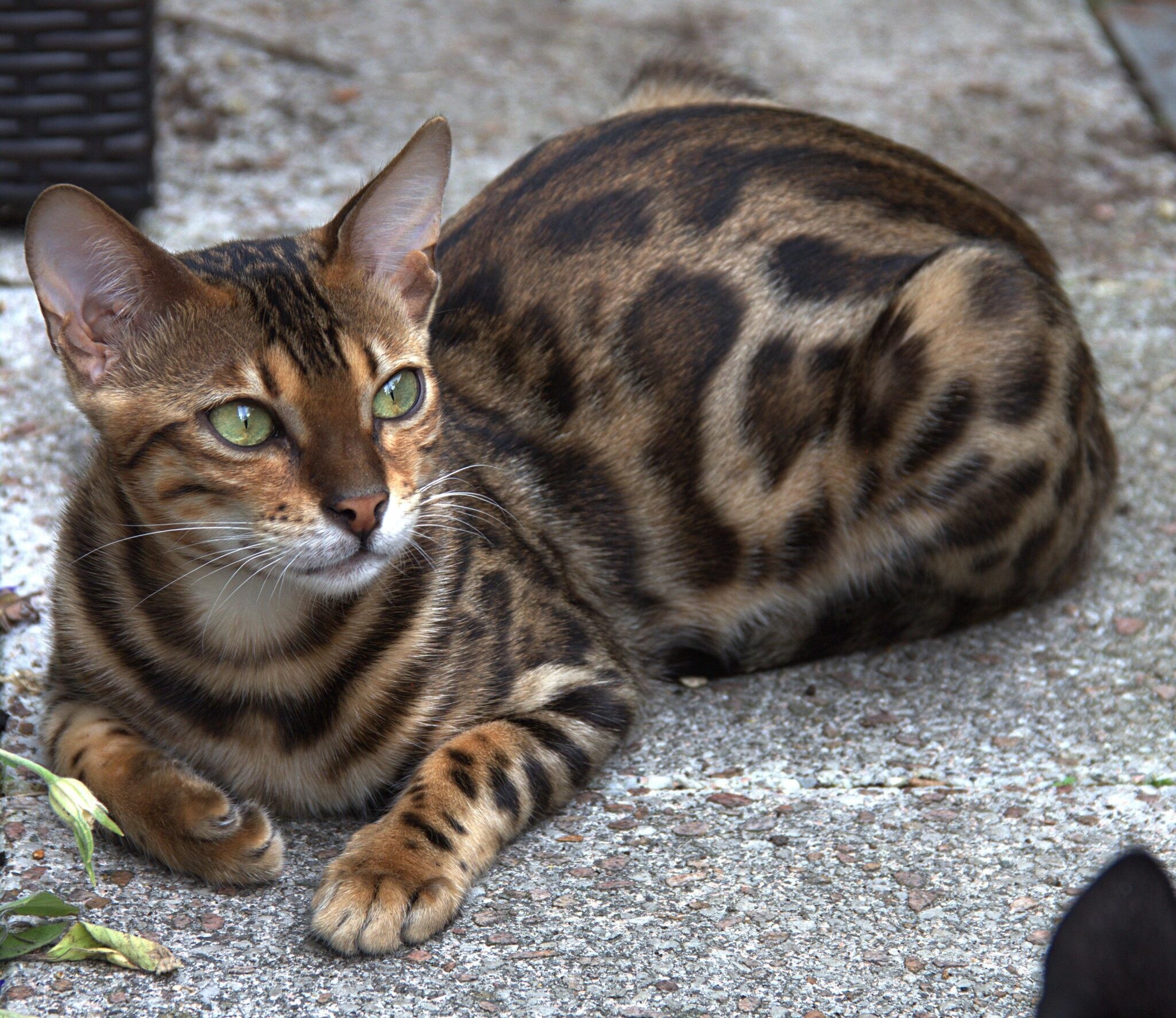 Особенности бенгальской породы. Бенгальская кошка. Кошки бенгальской породы. Бенгальский кот Смоки. Бенгал окрас.
