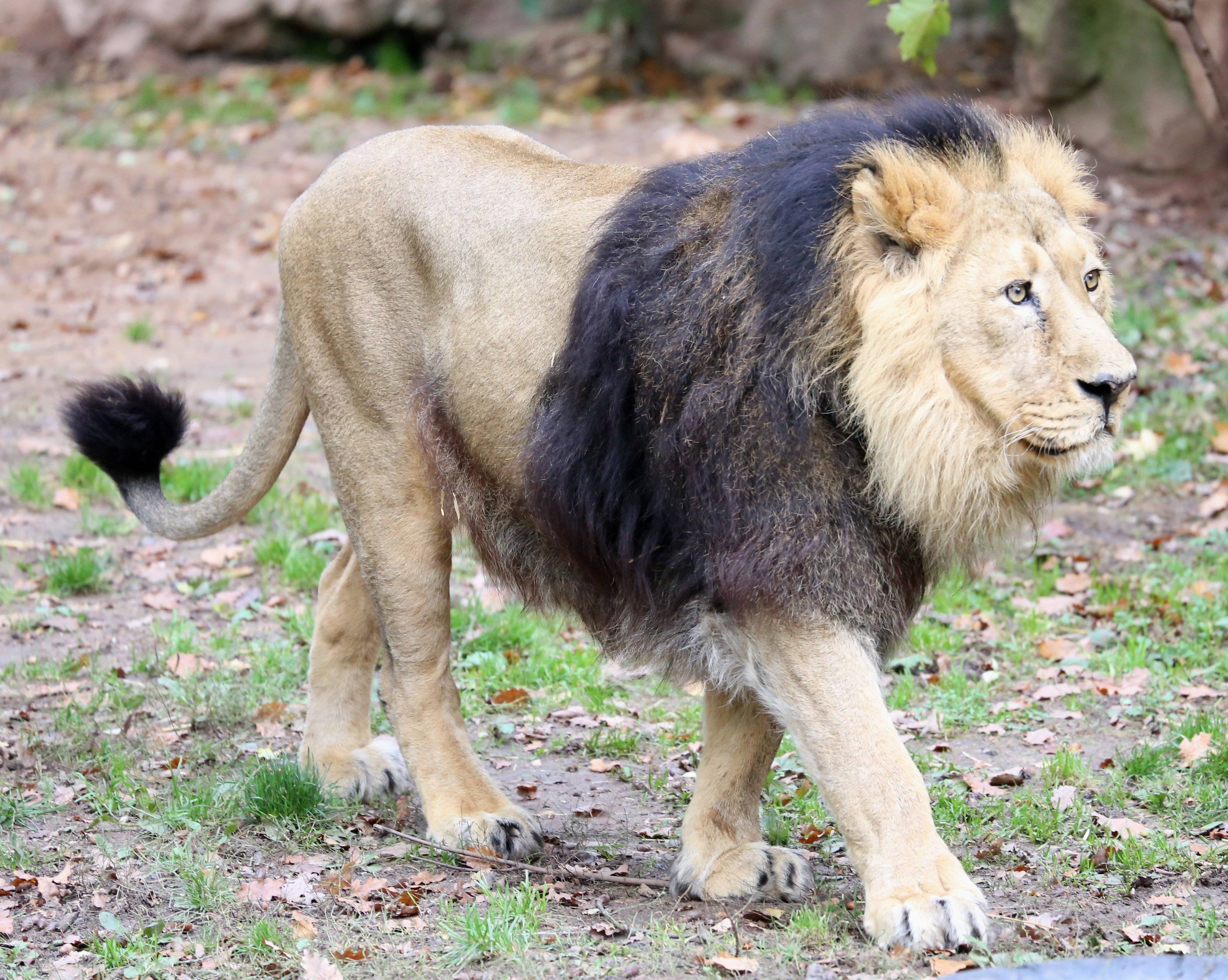 Б н львов. Азиатский Лев (Panthera Leo persica). Трансваальский Лев. Берберийский Лев (Panthera Leo Leo). Сенегальский (западноафриканский) Лев.