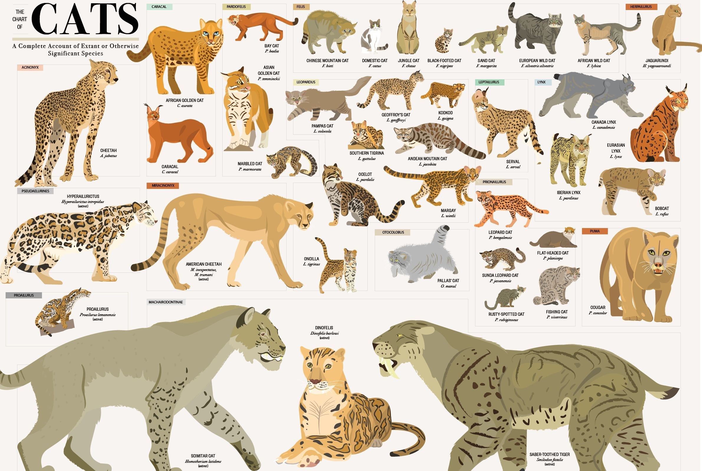 Дикие кошки список. Семейство кошачьих названия. Хищники семейства кошачьих. Большие Хищные кошки список. Дикий кошачий название виды.
