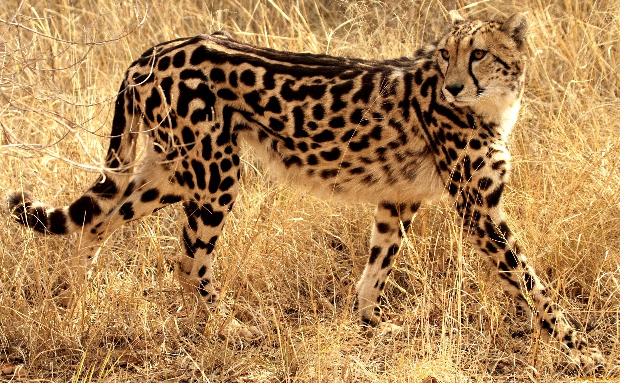 Очень много крупных и быстрых животных. Окрас Королевский гепард. Африканский Королевский гепард. Южноафриканский гепард. Полосатый гепард.