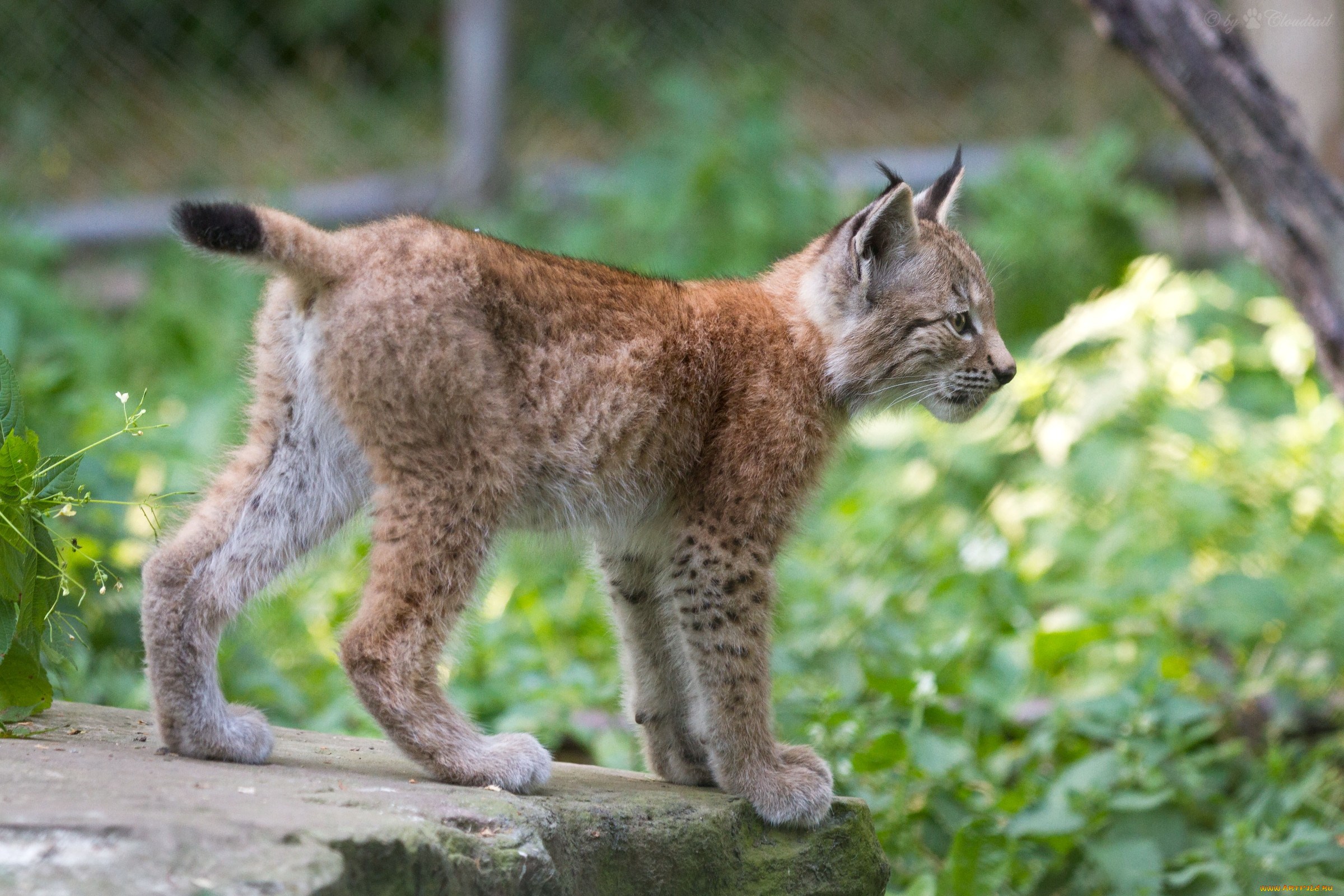 Полная рысь. Балканская Рысь. Lynx Cub. Якутская Рысь. Кошка Рысь.