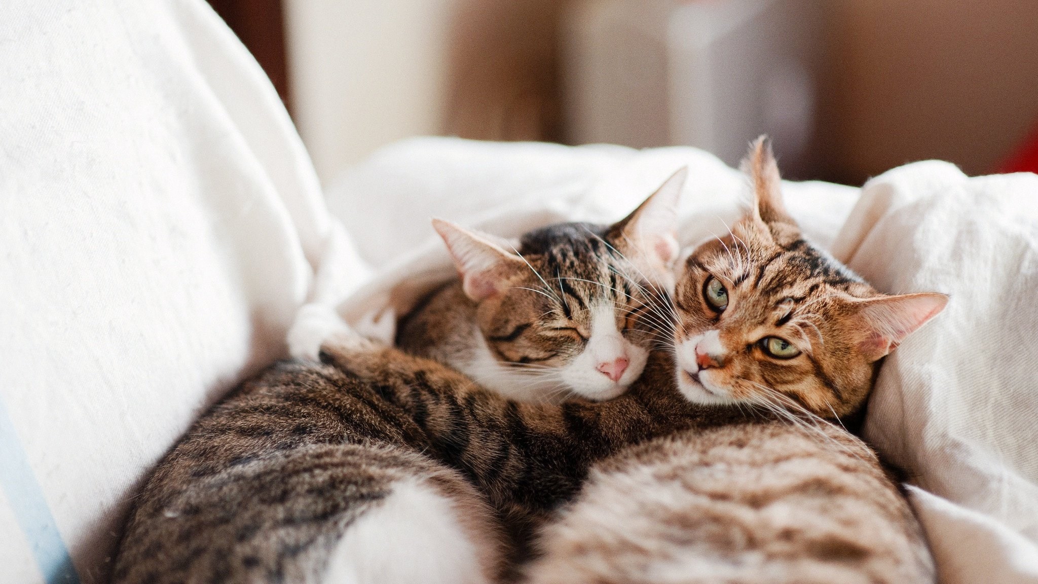 Кошки спят вместе. Котики вместе. Два кота. Кошки любовь. Милые котики вместе.