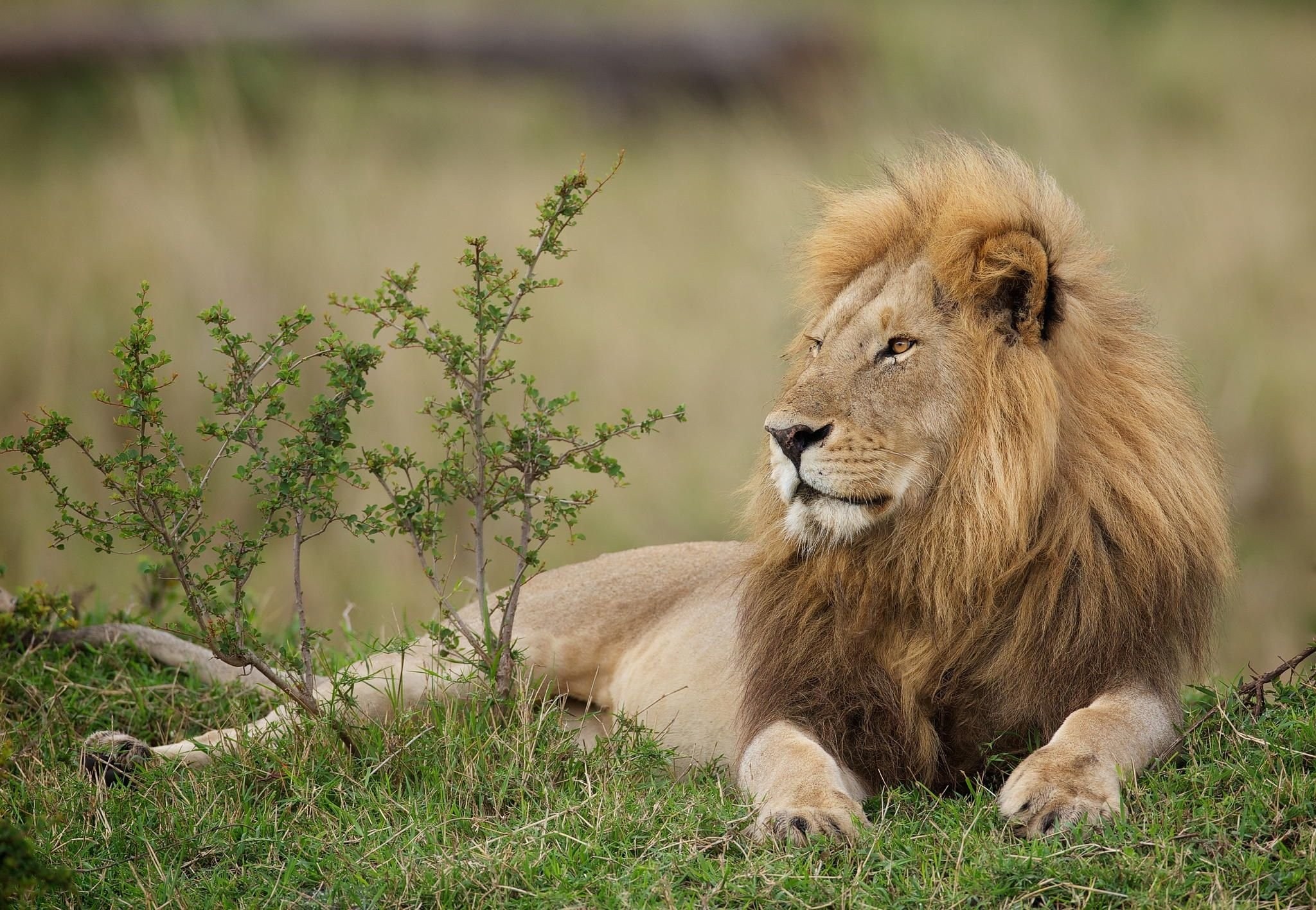 Про львов читать. Лев. Красивый Лев. Лев фото. Лев царь зверей.