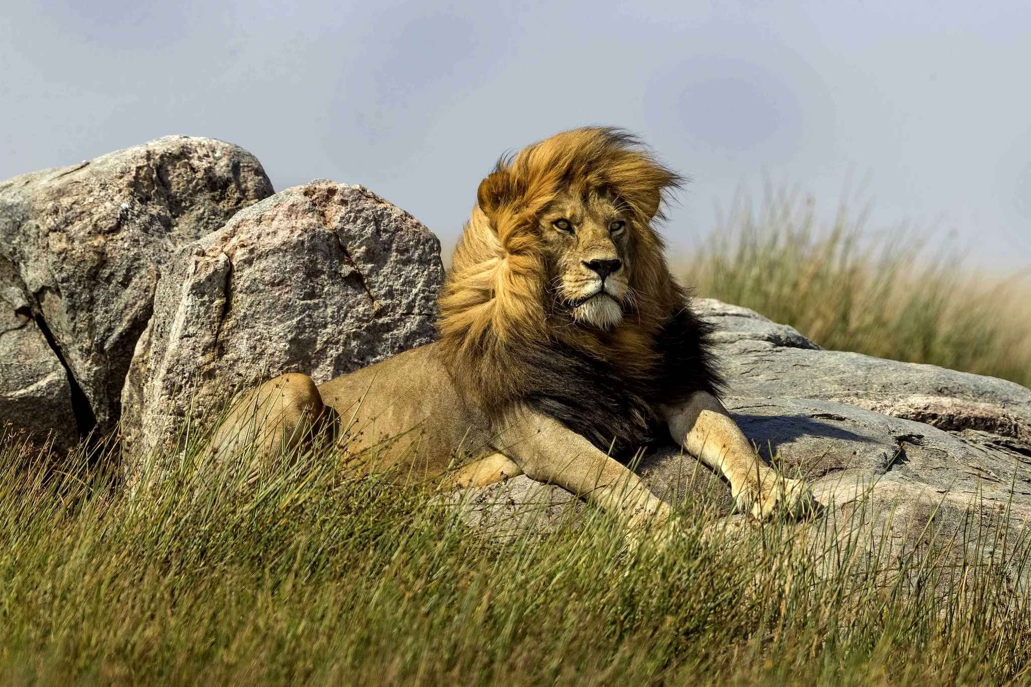 Полные лев. Национальный парк Серенгети львы. Серенгети Танзания львы. Серенгети национальный парк в короле Льве. Львы в Танзании.