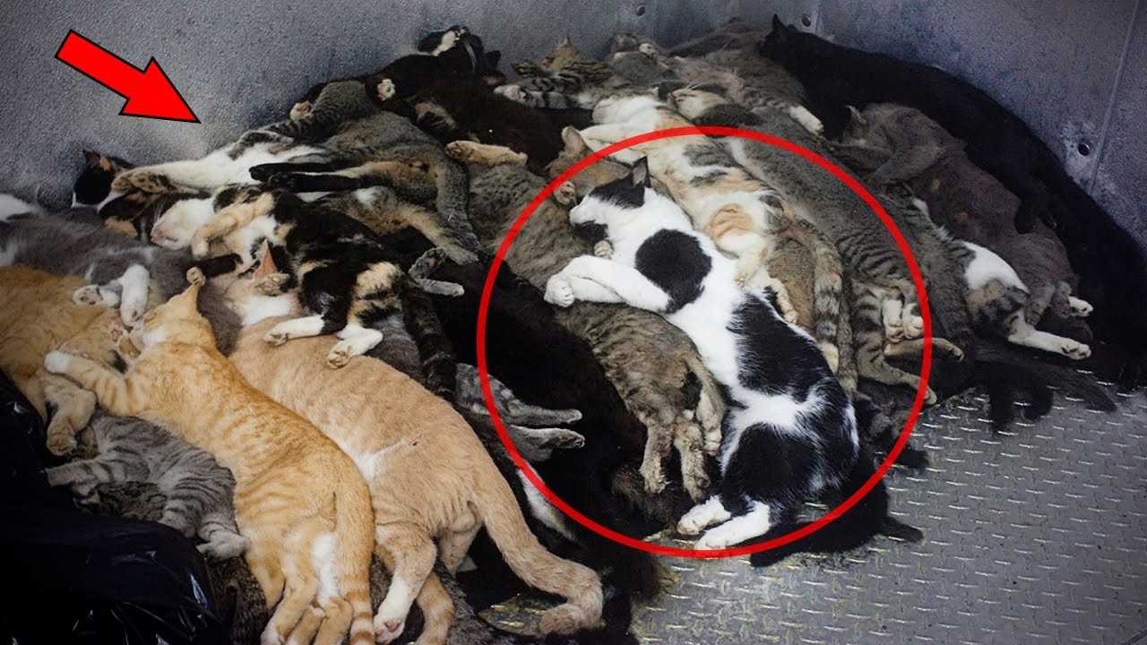 Почему кошка умирает дома. Приют для животных кошки. Приют для бездомных животных. Усыпление бродячих животных. Приют для кошек и собак.