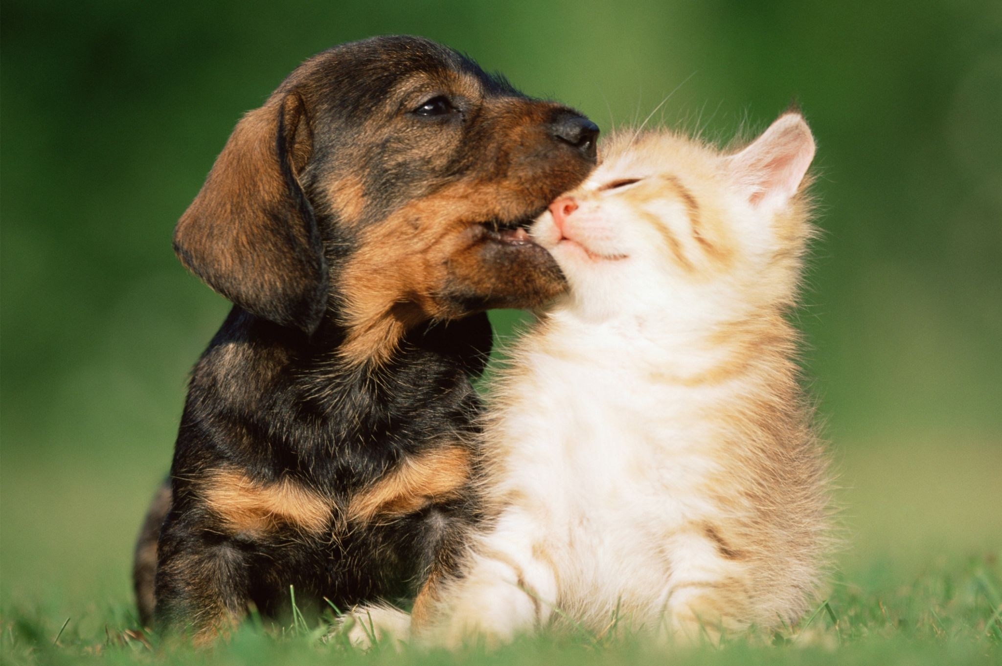 Dog cat rules. Кошки и собаки. Собака и кошка вместе. Картинки кошек и собак. Милые кошки и собаки.
