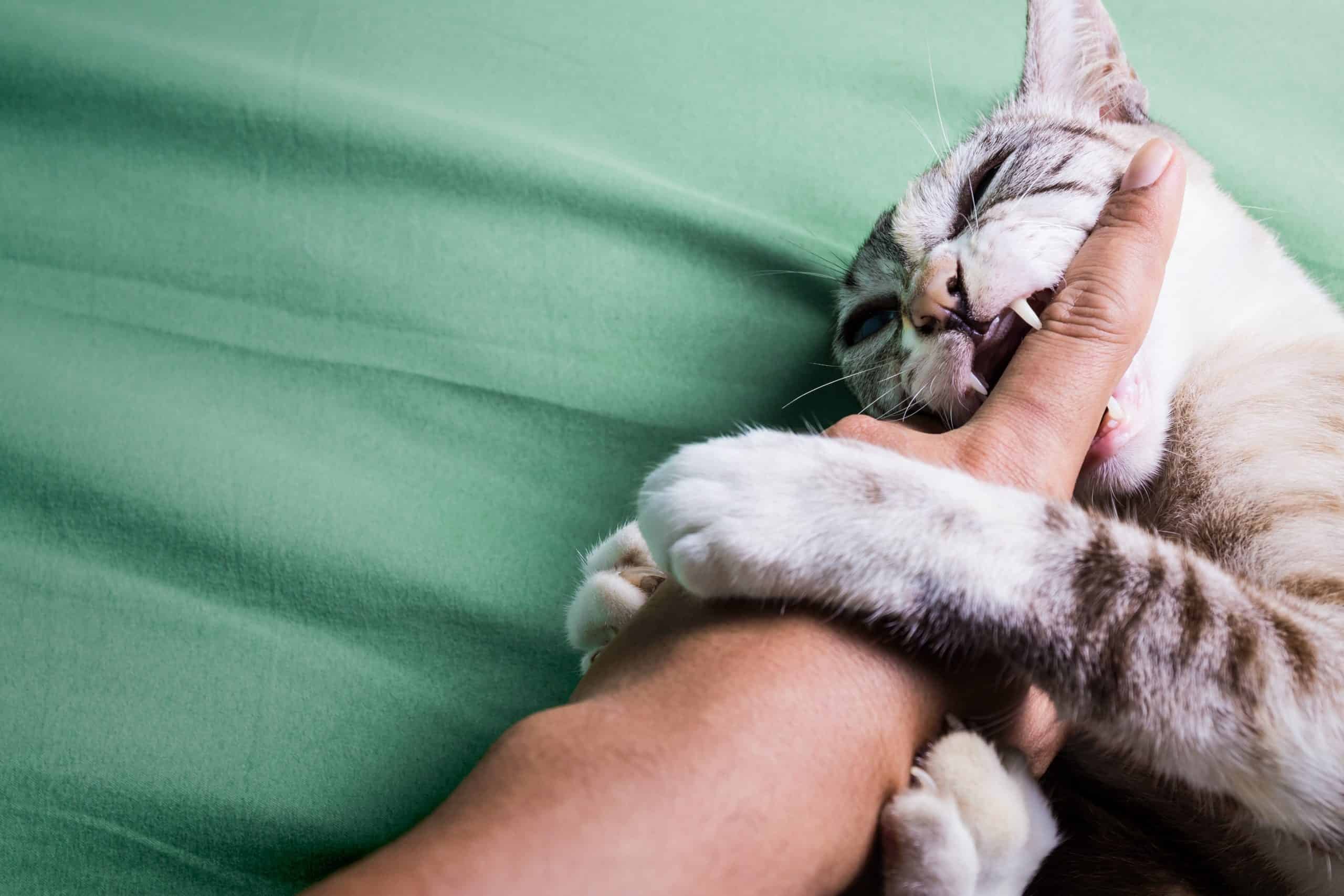 К чему снится кошка кусает за руку. Кот кусает руку. Котенок кусает руку. Кот грызёт руку. Кусачий котенок.