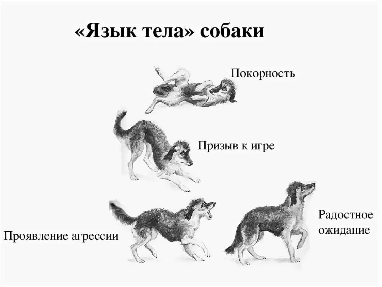 Признаки доминирования собаки