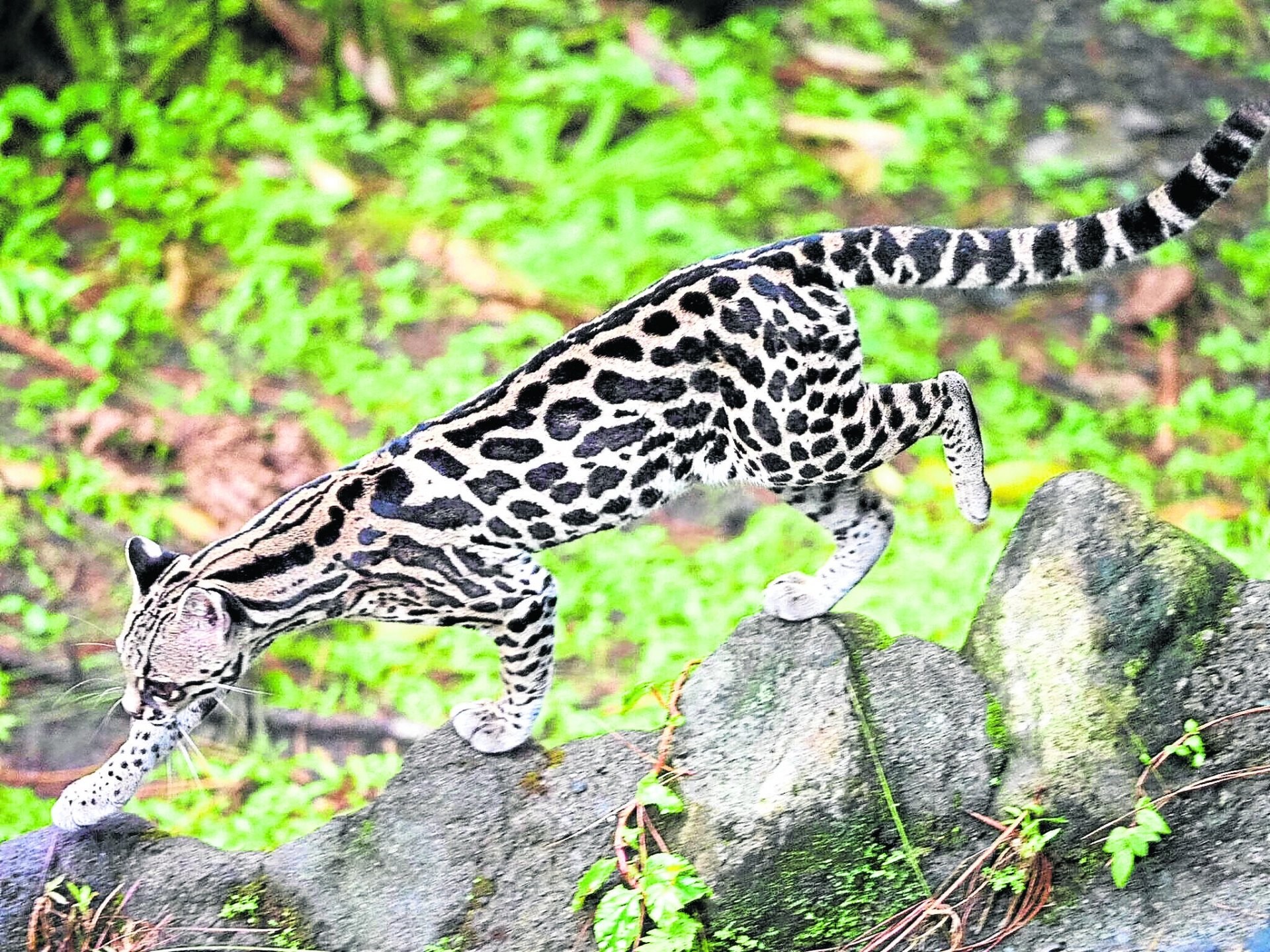 Маргаи кошки. Leopardus tigrinus. Маргай кошка. Длиннохвостая кошка Маргай. Онцилла (leopardus tigrinus).