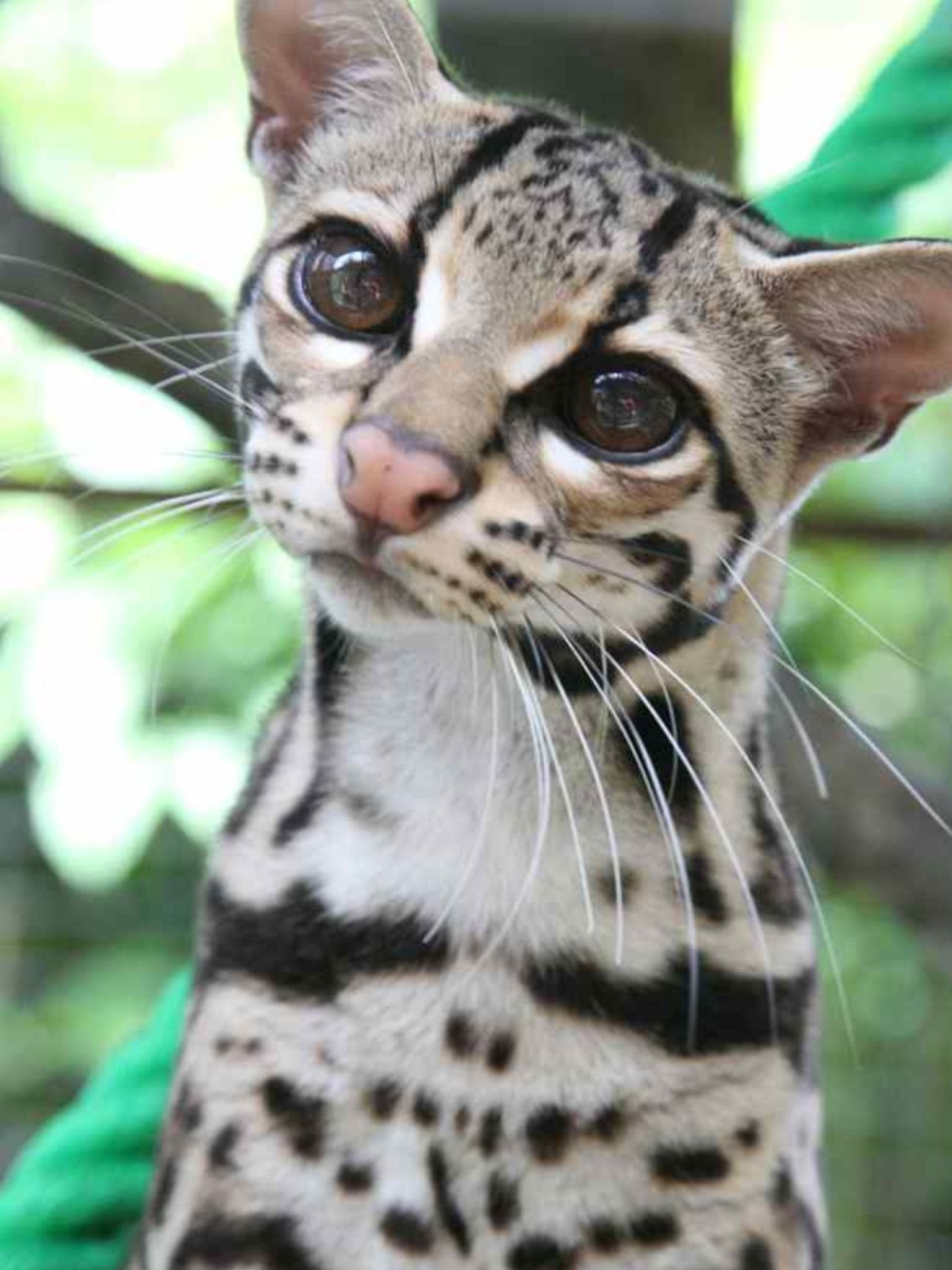 Кошка самой редкой породы. Кошки породы Оцелот. Маргай. Оцелот (leopardus pardalis). Маргай кошка.