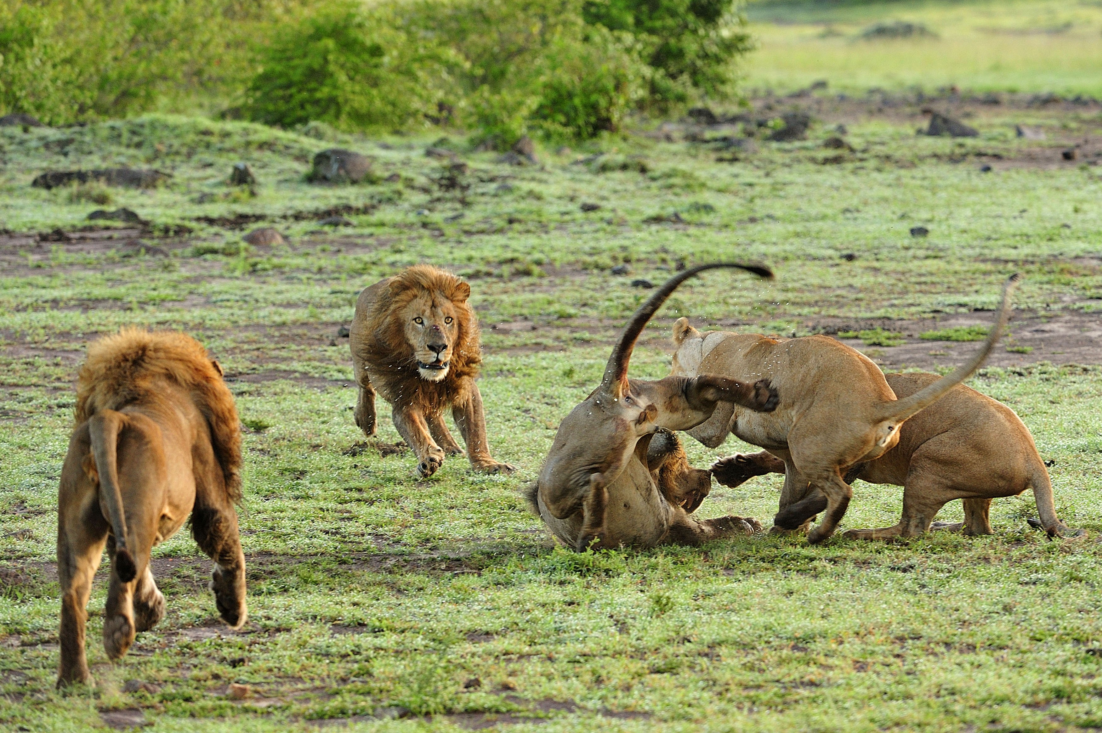 Битвы диких животных видео. Прайд в Серенгети. Лев в Африке. Львица в саванне.