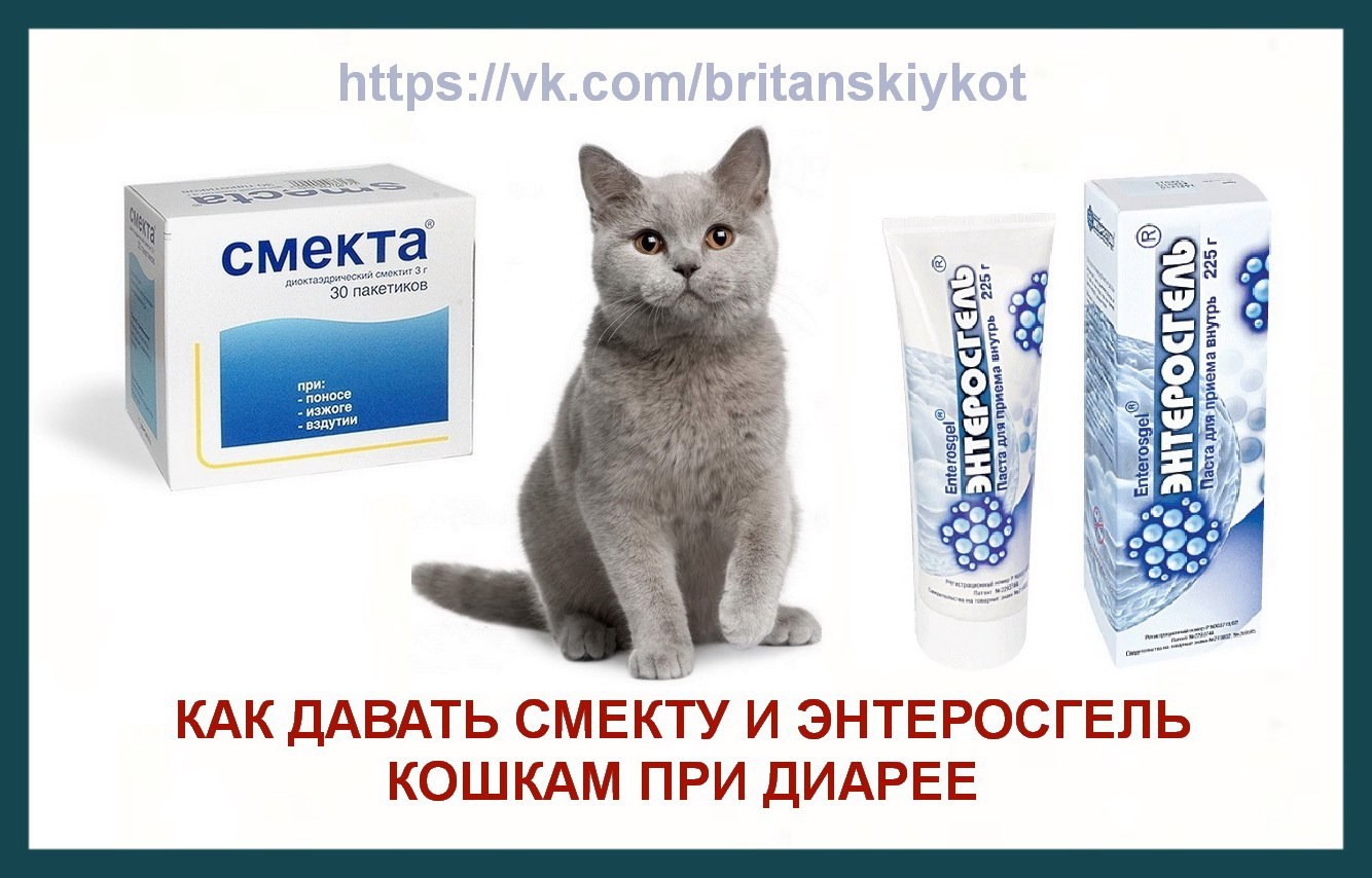Можно коту смекту. Средство от диареи для котов. Средство от диареи для кошек. Таблетки для котов от диареи. Таблетки для котов от жидкого стула.
